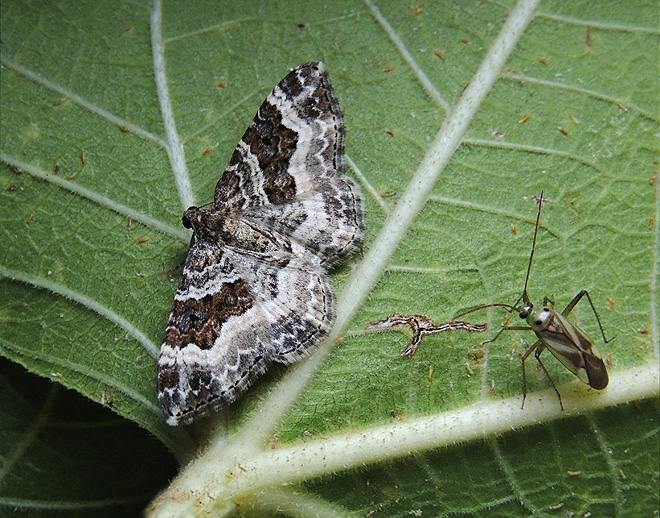 Epirrhoe alternata Geometridae